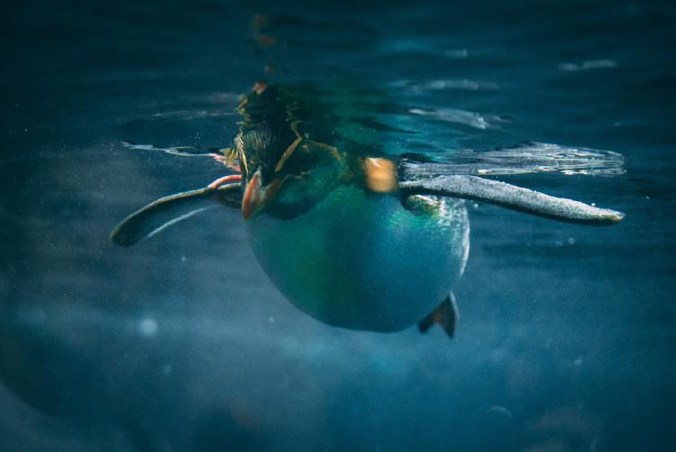 AI Birds Underwater Mysteries: Wie KI Vogelbeobachtung für Meeresforschung nutzt